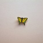 1" butterfly-tiger swallowtail