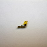 1/2" goldfinch