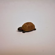 1" turtle