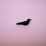 1/2" blackbird